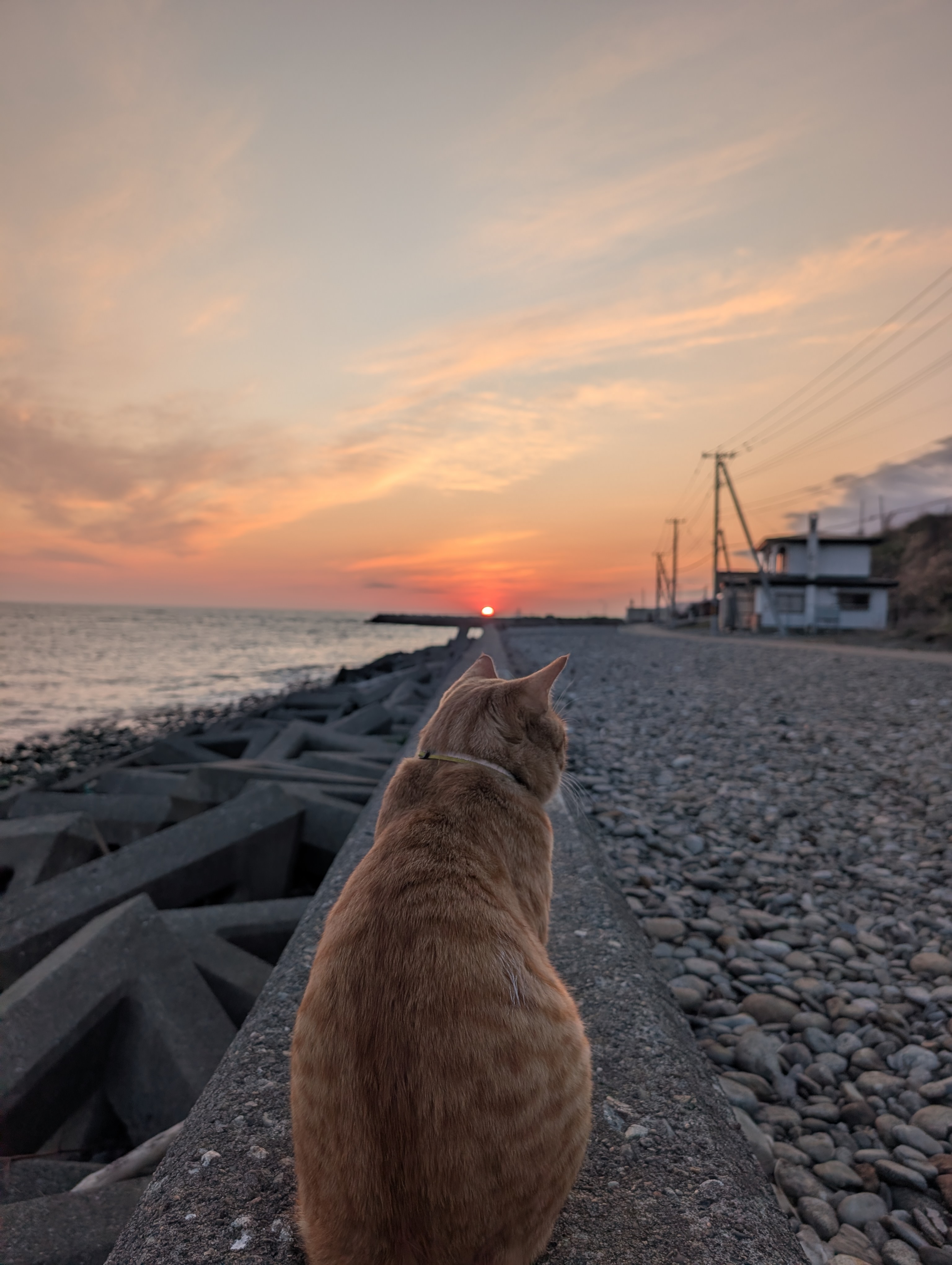 えりも岬の防波堤から夕日を眺めるオレンジ色の猫